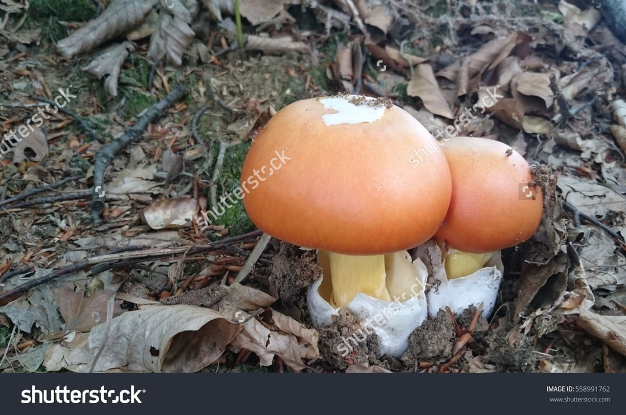 Vrhunska stock fotografija: -Gljive u paru!